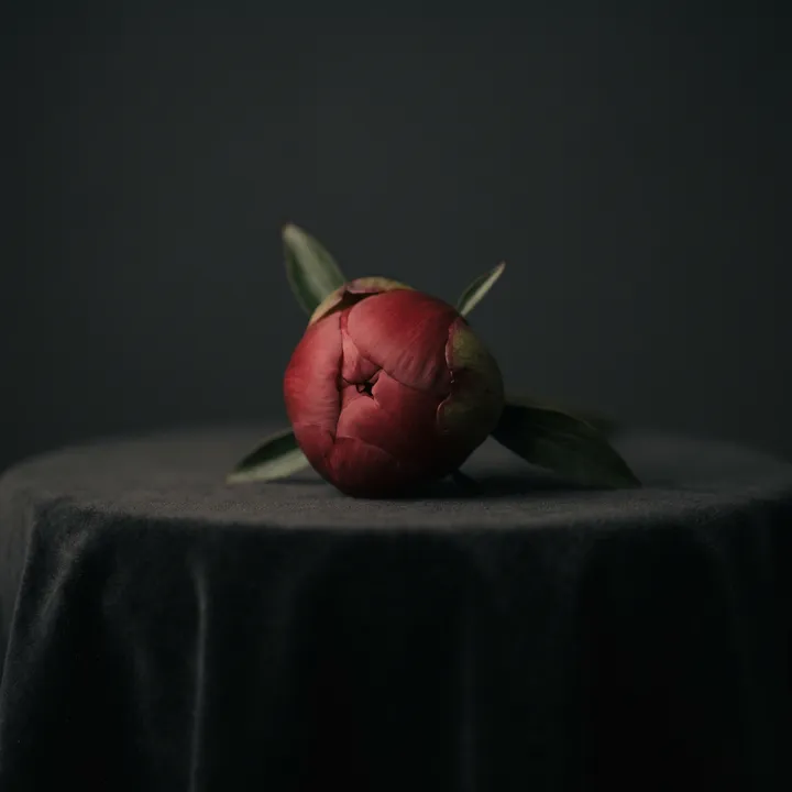 Eine Blüte, die sich öffnet